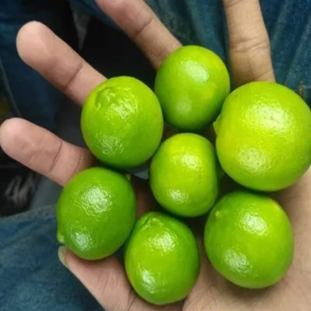Wholesale Fresh Lime & Lemons – Qatar